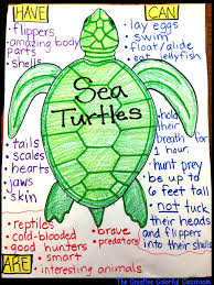 Sea Turtle Anchor Chart Turtle Classroom Ocean Projects