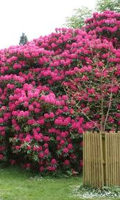 Rhododendrons Shade Loving Plant Flowering Trees Shade Plants Plants