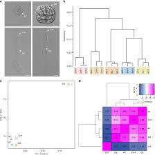 Check spelling or type a new query. Cell Lineage Specific Transcriptome Analysis For Interpreting Cell Fate Specification Of Proembryos Nature Communications