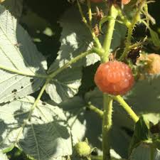 The fall gold raspberry (rubus idaeus) rivals the beauty of most flowering plants and the productivity of other fruit producing varieties. Rubus Fall Gold Raspberry Fall Gold 3 Behmerwald Nursery
