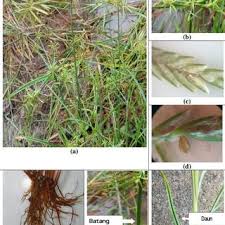 Image result for Cyperus margaritaceus