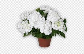Cut back last year's flower shoots to 1 to 2 inches and pruning out shoots that fail to cling or have pulled away from their support. White Hydrangea Png Images Pngwing