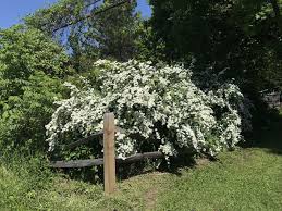 Originally native to the south west and mexico, s. Identification Help White Flowering Bush Gardening Garden Diy Home Flowers Roses Nature Landscaping Horticulture Flowering Bushes Plants Bush