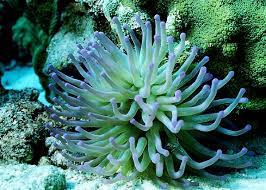 Maybe you would like to learn more about one of these? Anemon Laut Biota Dunia Perairan