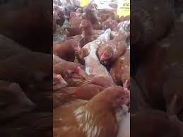 Check spelling or type a new query. Calon Ayam Petelur Pullet Umur 12 Minggu Jenis Lohman Youtube