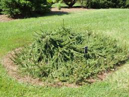 We did not find results for: Picea Abies Frohburg Frohburg Norway Spruce Conifer Trinomial American Conifer Society