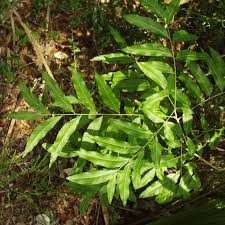 Image result for Sapindus saponaria