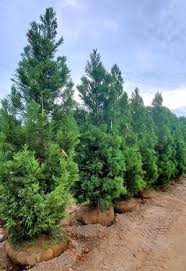 Image result for Cryptomeria