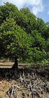 Image result for Ceriops