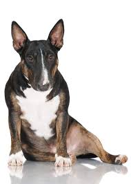 Maybe you would like to learn more about one of these? Miniature Bull Terrier Hunde Informationen Zu Den Rassen Omlet