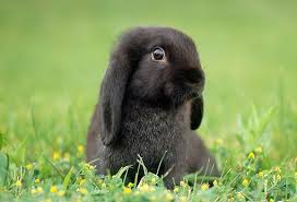 Keeping dwarf bunnies is a trend that is on the rise. Pin On Bunny Rabbits