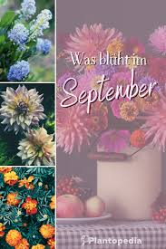 Was Bluht Im September In Den Garten September Blumen Saison Blumen Bluhende Pflanzen