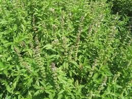 Image result for Ocimum urundense