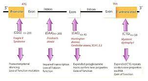 Trinucleotide Repeat Disorders And Anticipation Mnemonics Epomedicine