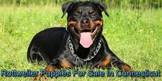 Find pet dogs, cats, birds and more for sale in connecticut. Rottweiler Puppies For Sale In Connecticut