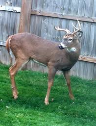 They also eat perennials and annuals, as well as shrubbery and trees. Four Tips To Keep Deer From Eating Your Plants Buffalo Niagaragardening Com