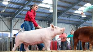 Image result for pig