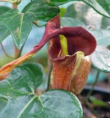 Image result for Aristolochia triactina