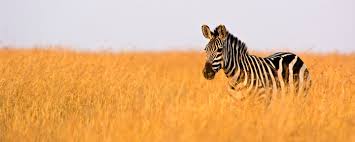 Zebras are found in many protected parks across africa. Animals Around The Globe Razzle Dazzle Facts About A Dazzle Of Zebra Bestoforlando Com