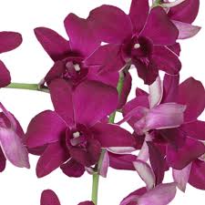 We did not find results for: Order Dark Purple Orchids Fresh Flowers For Sale Globalrose