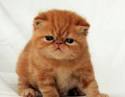 Garfield - Cat Breeds info