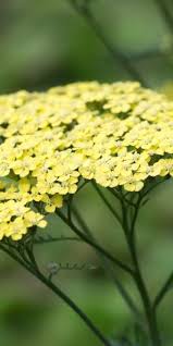 We did not find results for: Herbaceous Perennials