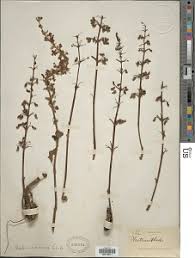 Image result for Coleus shirensis