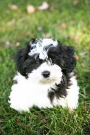White pomeranian puppy male dob 10/12/2020 3 lbs has a chip and all vaccinations. Fuehne Family Pets Designer Shichon Teddy Bear