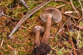 Image result for Inocybe hystrix