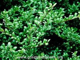 Image result for Hippocratea crenata