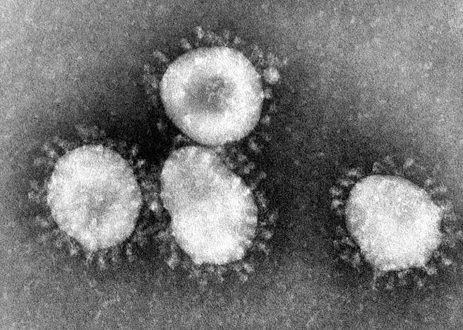 Penampilan Mikroskopik Virus Corona