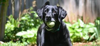 The labrador is super intelligent and responsive, therefore highly trainable, and excels in hunting, tracking, retrieving, as a watchdog, proven to excel in police work. Lab Rescue Lrcp Linkedin