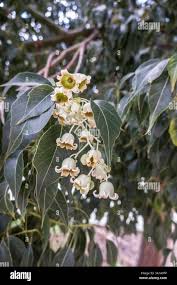 Image result for Brachychiton populneus