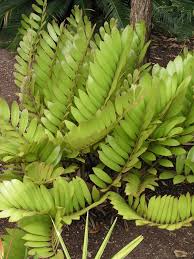 Image result for Ormocarpum zambesianum