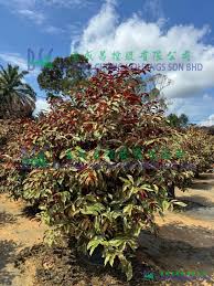 Image result for Excoecaria bussei