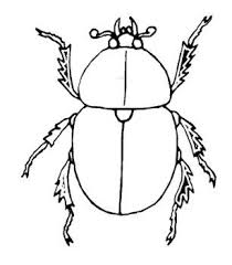 Insect Beetle Coloring Pages Manualidades Insectos Proyectos