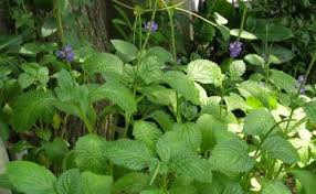 Image result for Stachytarpheta urticifolia