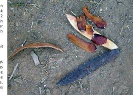 Image result for Pycnostachys ruandensis