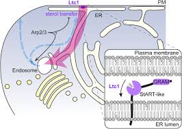 Main sterol in animal cell membrane. Sterol Flow Between The Plasma Membrane And The Endosome Is Regulated By The Lam Family Protein Ltc1 Biorxiv