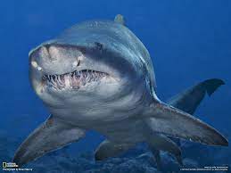 Un buzo tiene encuentro cara a cara con enorme tiburón toro en florida y esto es lo que pasa 18 de mayo de 2021 3:00 am huracanes ¿huyen los grandes tiburones de los huracanes? Tiburon Toro Wiki Reino Animalia Fandom