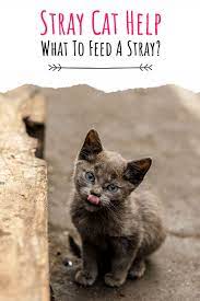 What To Feed A Stray Cat And How To Help Stray Cats And Kittens Survive Stray Cat Cat Care Sick Cat