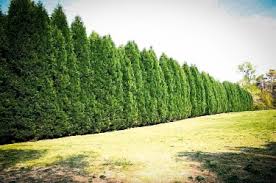 Keven graham, american society of landscape architects (asla), principal and landscape architect of planning resources in illinois, recommends vines for. Best Privacy Trees For Your Backyard The Tree Center