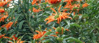 Image result for Leonotis decadonta