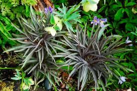 We did not find results for: Underplanting Making A Tapestry Garden With Marietta O Byrne A Way To Garden