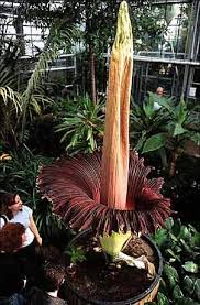 Pin On Largest Flower Of The World