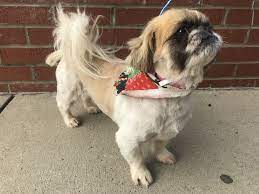 Adopt Pansy On Petfinder Pansies Dogs Adoption