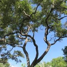 Image result for Croton megalobotrys