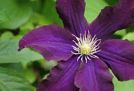 Clematis Schneiden Anleitung Fur Den Richtigen Ruckschnitt