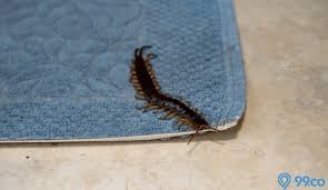 Jangan kacau fatehah. aku baca ayat kursi. Kelabang Masuk Rumah Artinya Dikirim Santet Mitos Atau Fakta