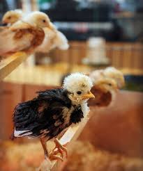 Check spelling or type a new query. Blue Fire Farm Einstein Our White Crested Black Polish Rooster Our Free Mystery Chick From Murray Mcmurray Hatchery Is Going Through The Awkward Teen Phase Chicks Always Look So Funny